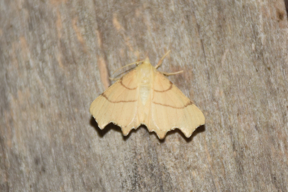 Ennomos erosaria - hársfa-levélaraszoló