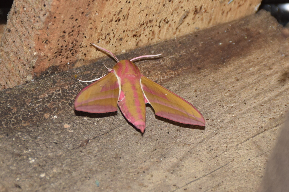 Deilephila elpenor - szőlőszender