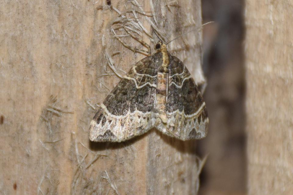 Ecliptopera silaceata - barna tarkaaraszoló