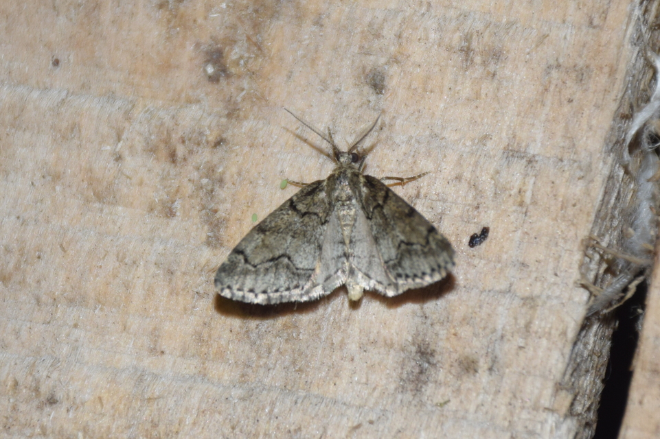 Tephronia sepiaria - zuzmóaraszoló