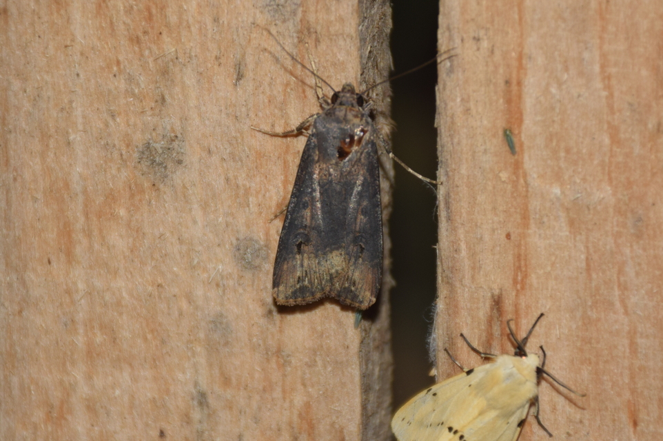 Agrotis ipsilon - nagy földibagoly