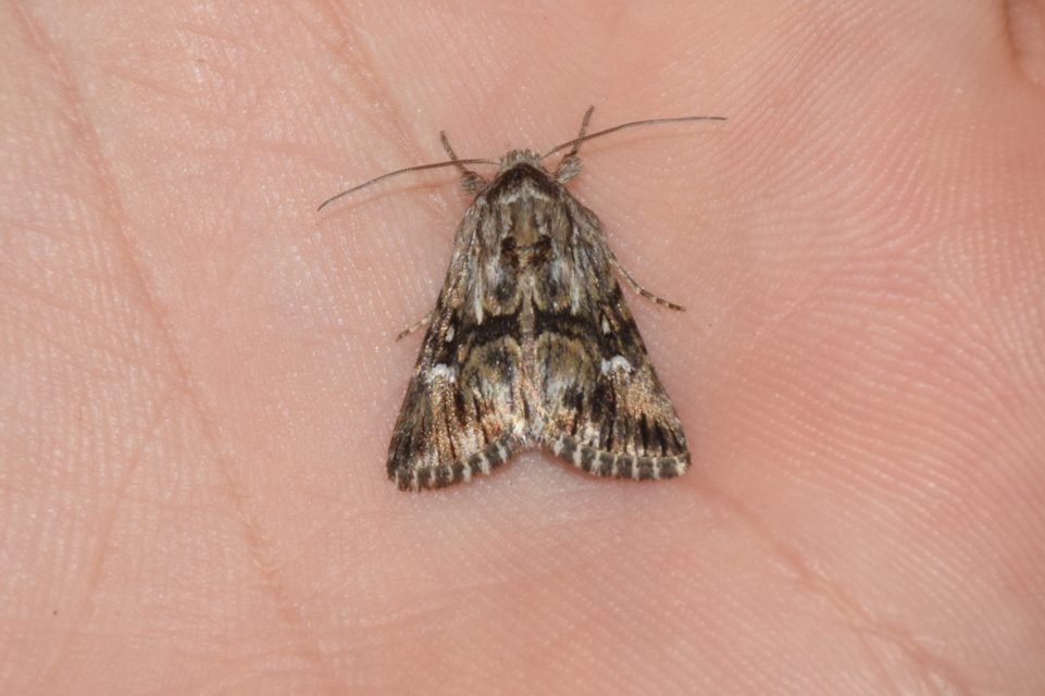 Calophasia lunula - gyújtoványfű-apróbagoly