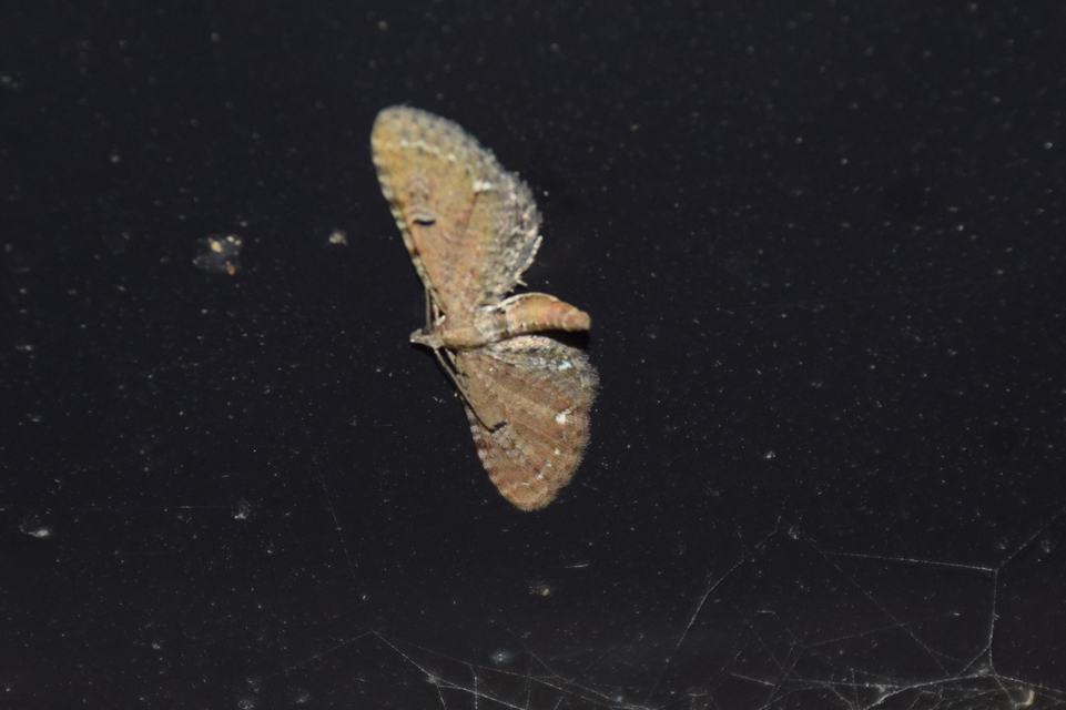 Eupithecia absinthiata - üröm-törpearaszoló