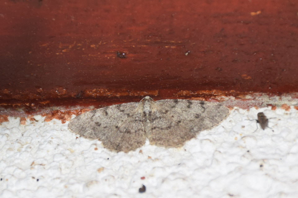 Aethalura punctulata - szürke égeraraszoló