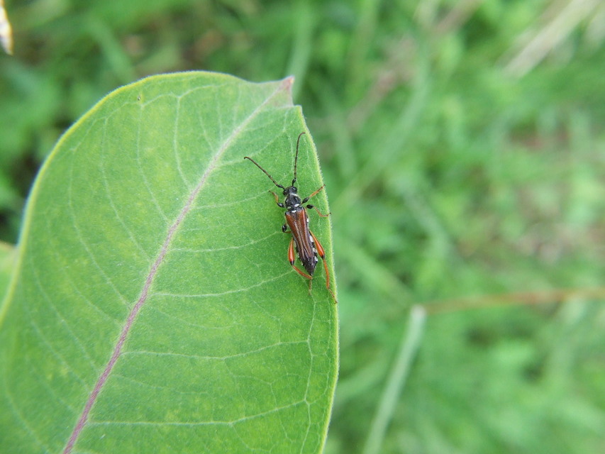 Stenopterus rufus - tarkacsápú keskenyfedőscincér