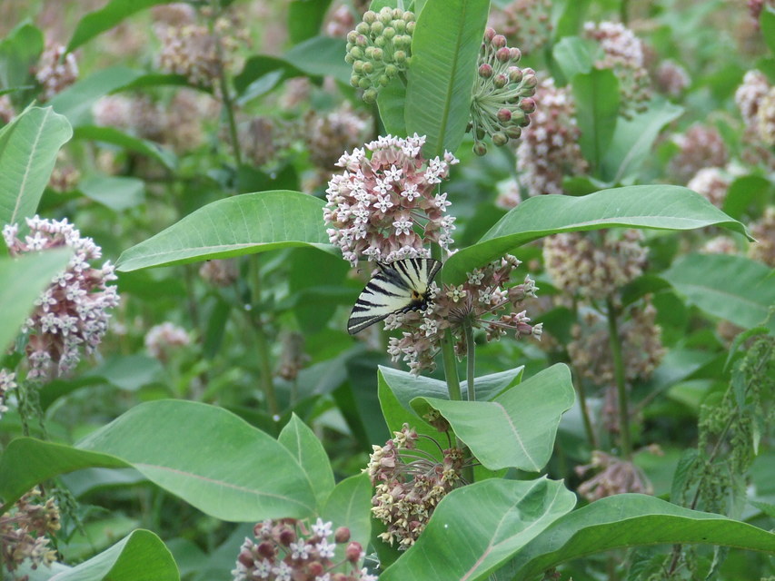Iphiclides podalirius - kardoslepke