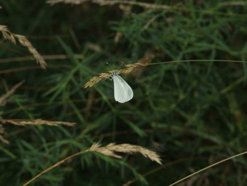 Leptidea sinapis - mustárlepke