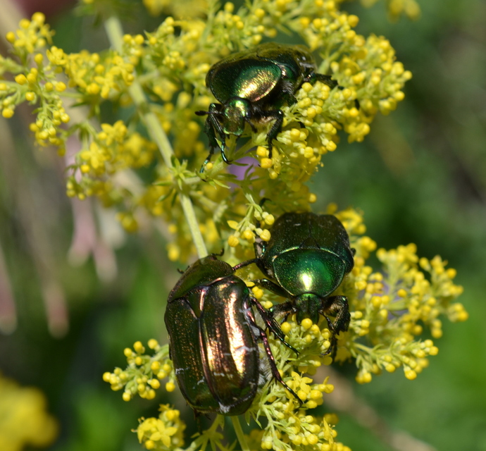 Cetonia aurata - aranyos virágbogár