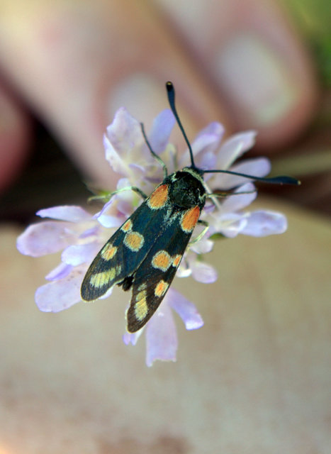 Zygaena carniolica - fehérgyűrűs csüngőlepke