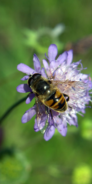 Eristalis tenax - közönséges herelégy