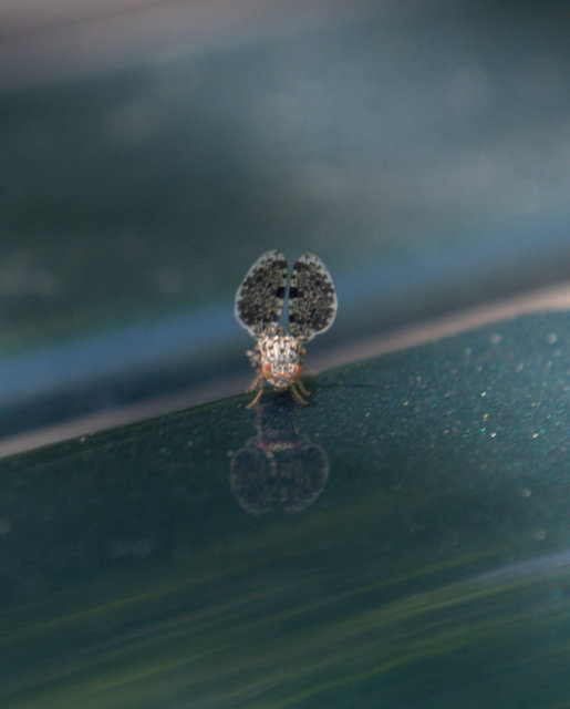 Callopistromyia annulipes - pávalégy