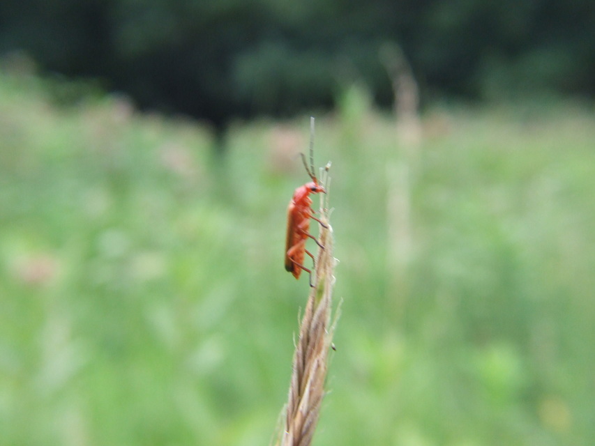 Rhagonycha fulva - feketevégű lágybogár