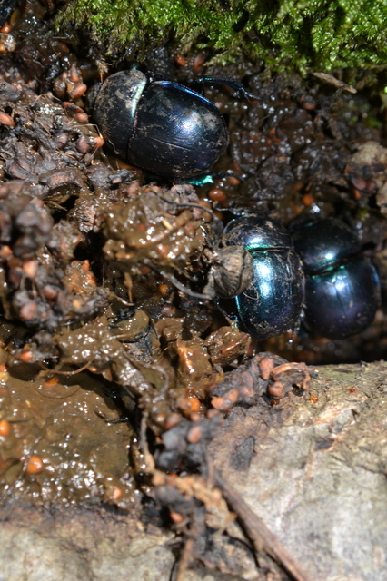 Trypocopris vernalis - tavaszi álganéjtúró