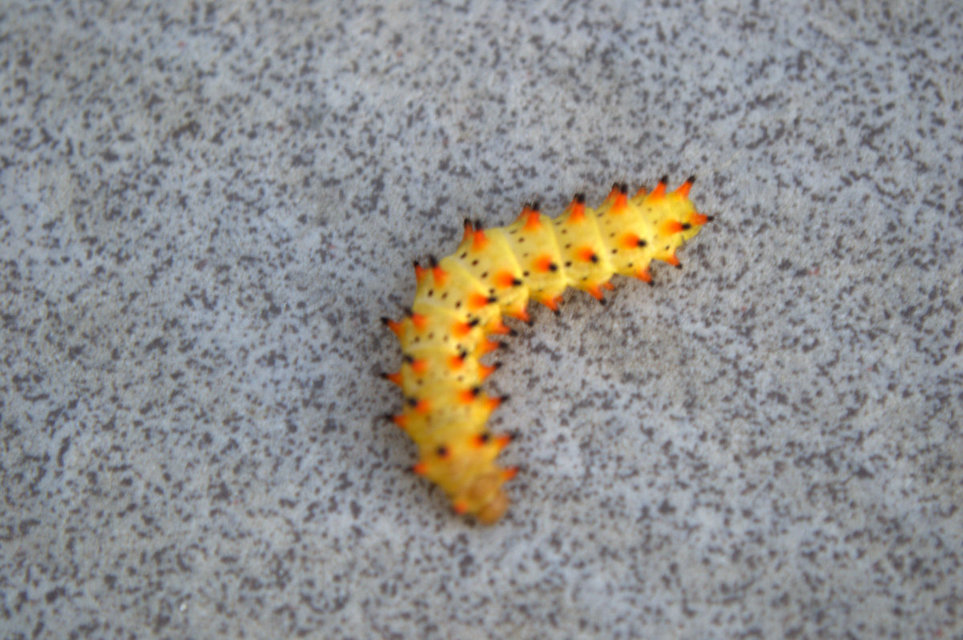 Zerynthia polyxena - farkasalmalepke