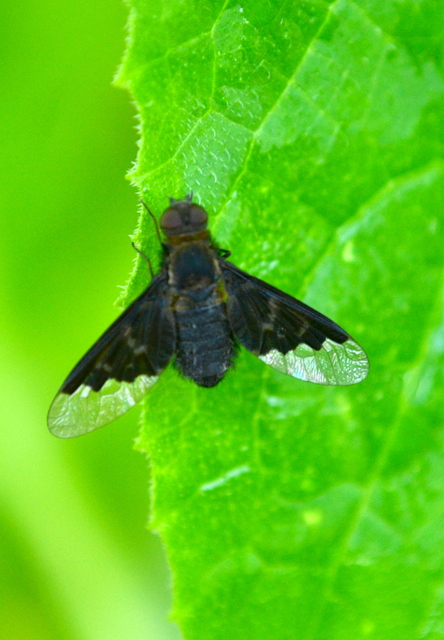 Hemipenthes morio - közönséges gyászlégy