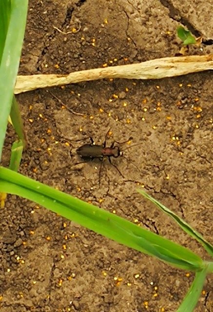Cylindera germanica - parlagi homokfutrinka