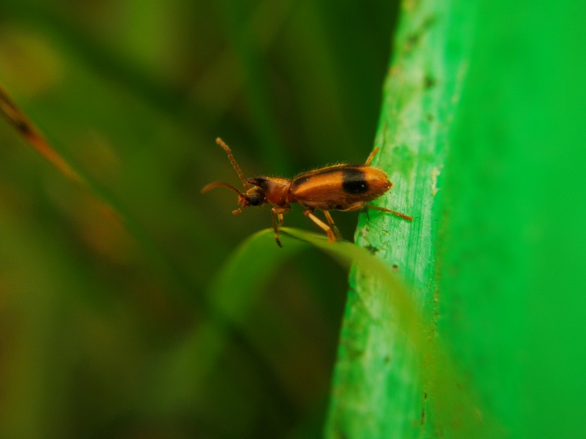 Notoxus monoceros - sárgahasú nyakszarvúbogár