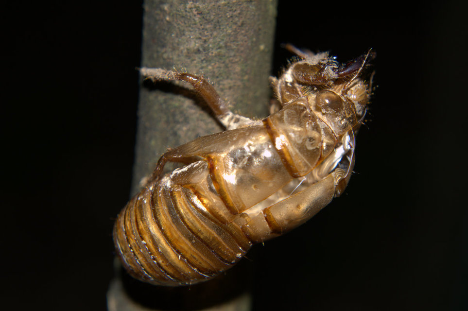 Cicadidae - énekeskabócák