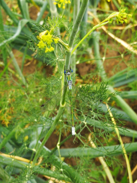 Lestes dryas - réti rablószitakötő