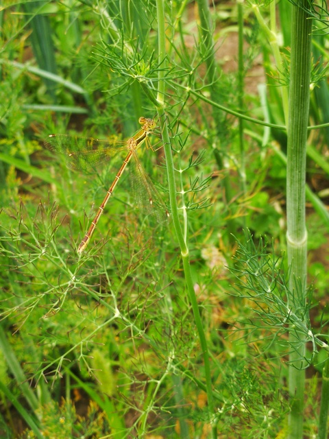 Lestes barbarus - foltosszárnyjegyű rablószitakötő