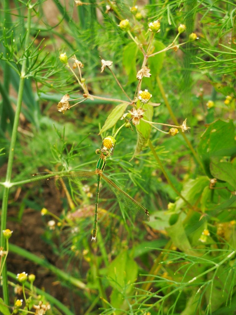 Lestes barbarus - foltosszárnyjegyű rablószitakötő