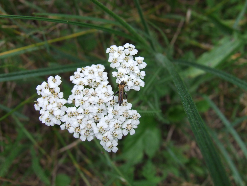 Oedemera femorata - sárgahátú álcincér