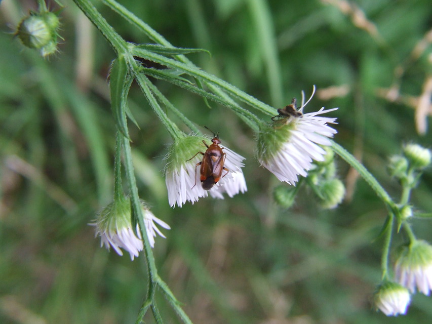Deraeocoris ruber - vöröses mezeipoloska