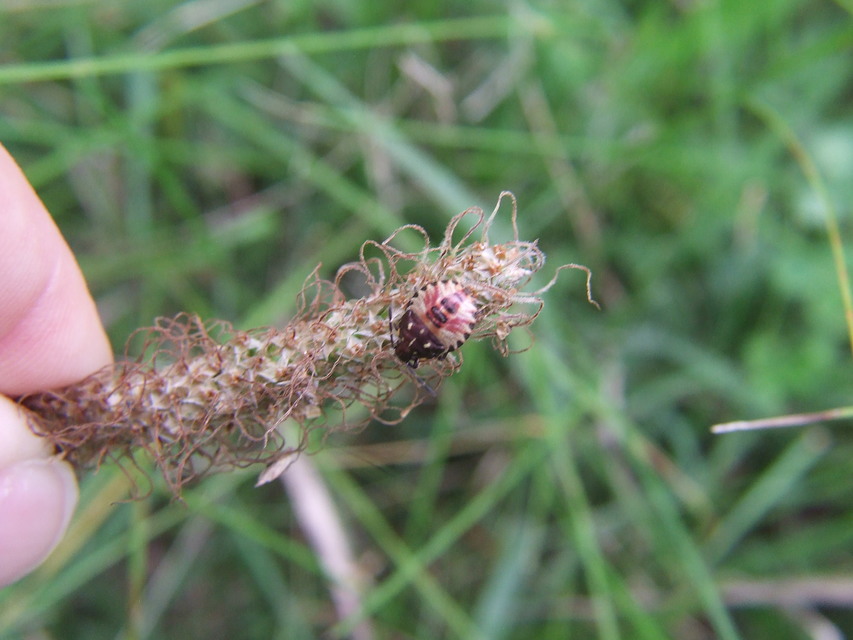 Carpocoris
