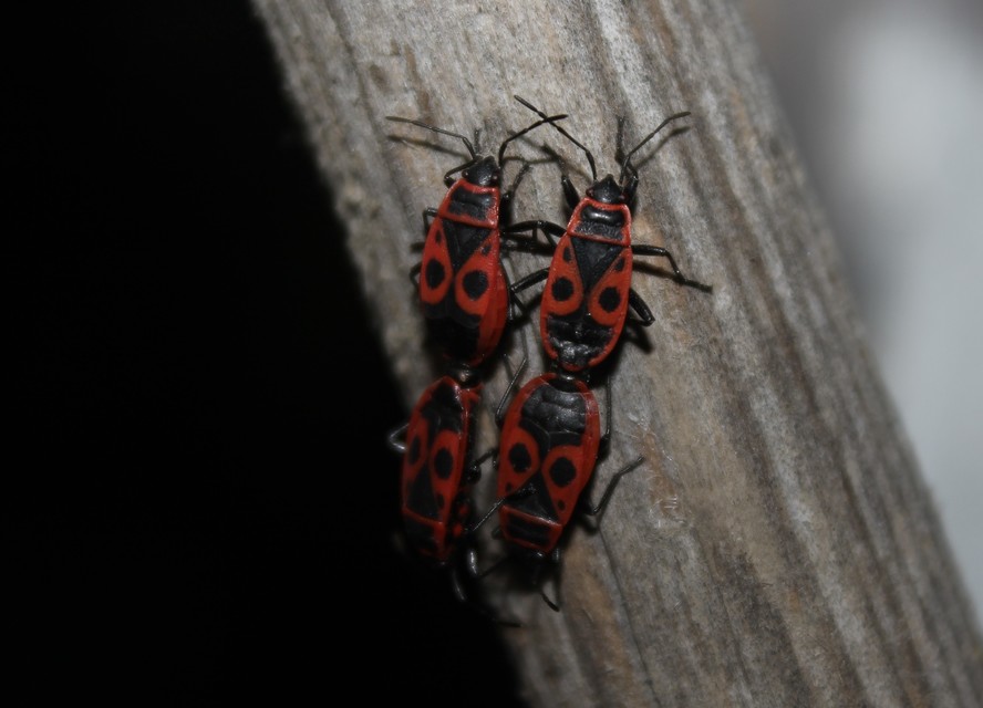 Pyrrhocoris apterus - verőköltő poloska