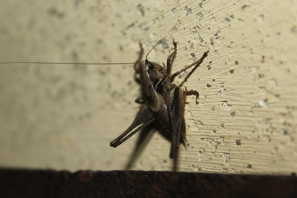Pholidoptera griseoaptera - szürke avarszöcske