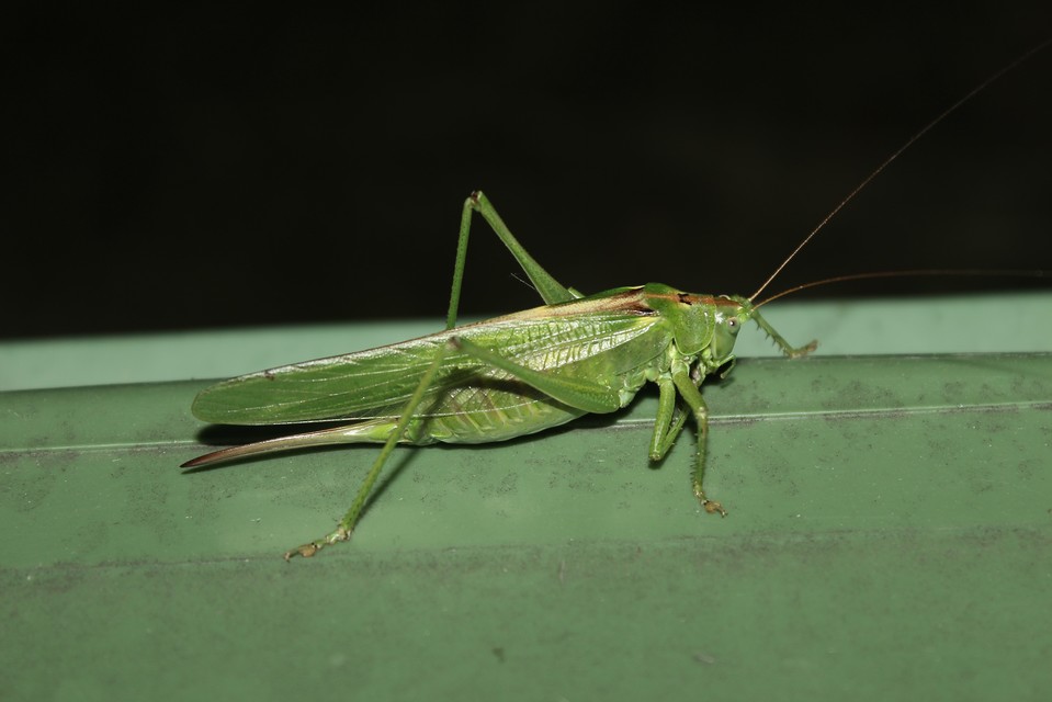 Tettigonia viridissima - zöld lombszöcske
