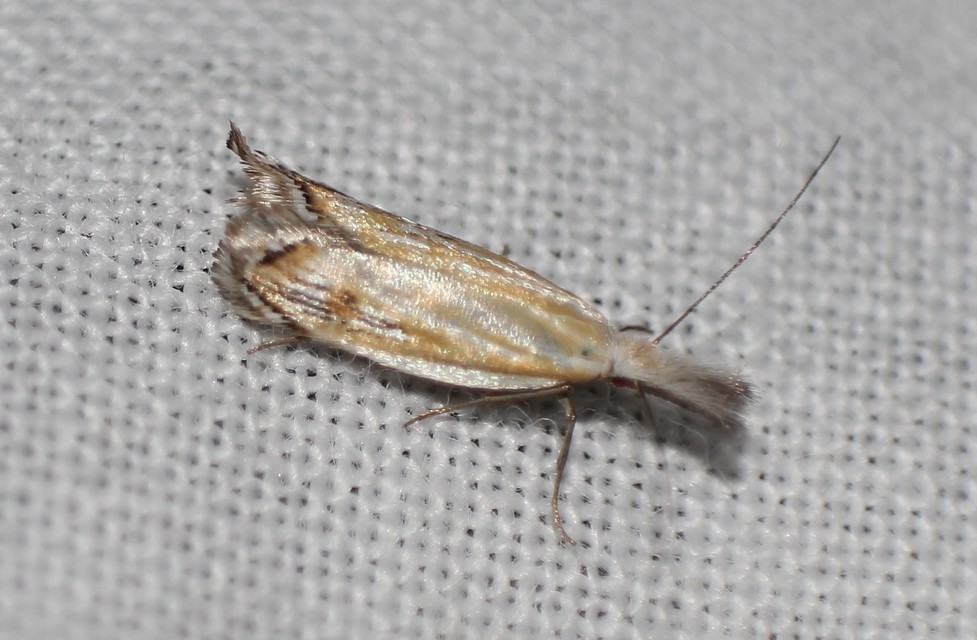 Holoscolia huebneri - sarlósszárnyú csíkosmoly