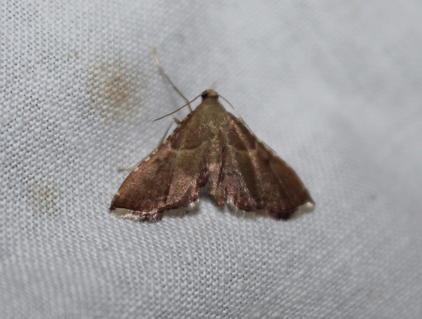 Endotricha flammealis - tüzesszárnyú fényilonca