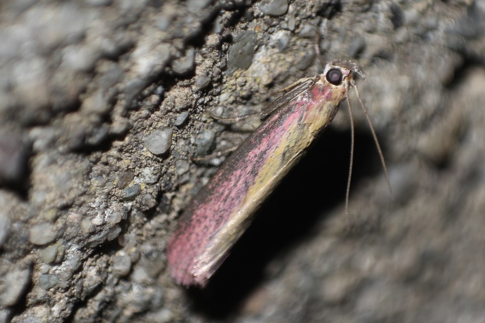 Oncocera semirubella - lucernamoly