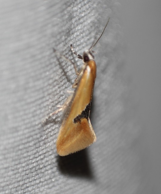 Batia internella/lambdella