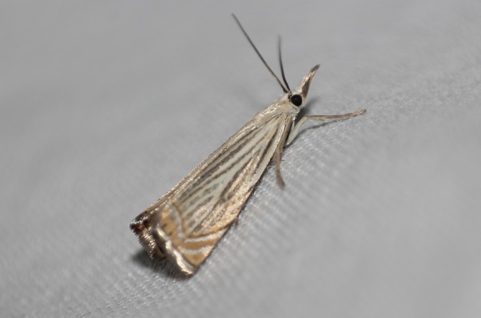 Chrysoteuchia culmella - kerti fűgyökérmoly