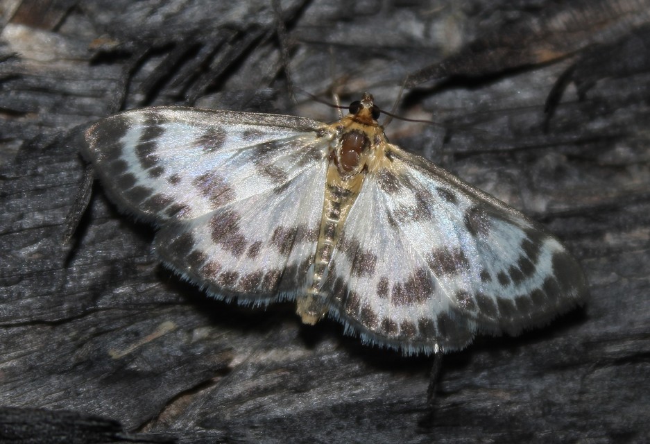 Anania hortulata - tarka csalánmoly