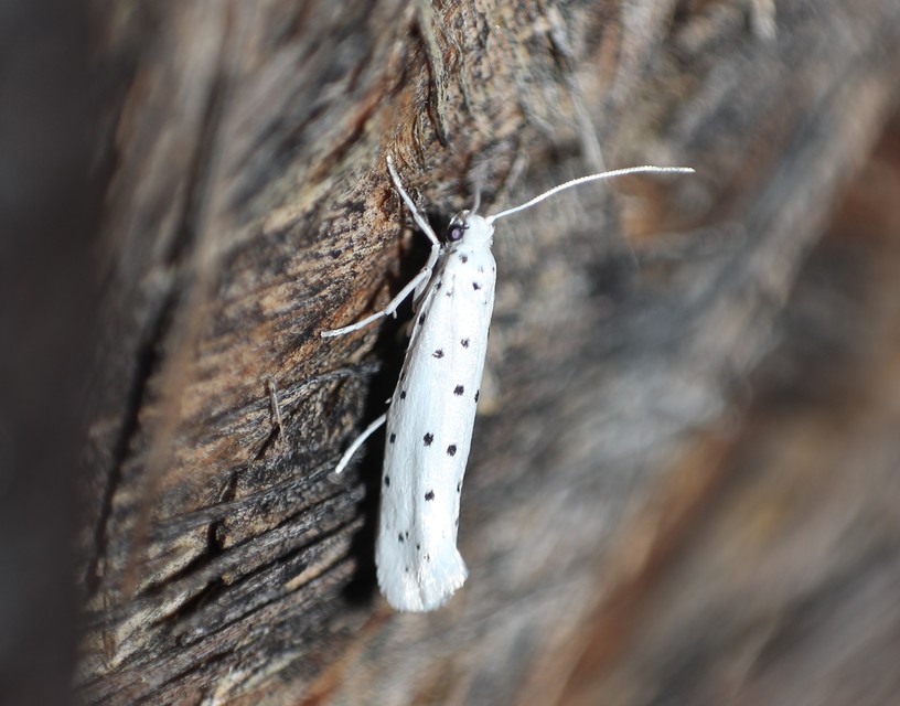 Yponomeuta