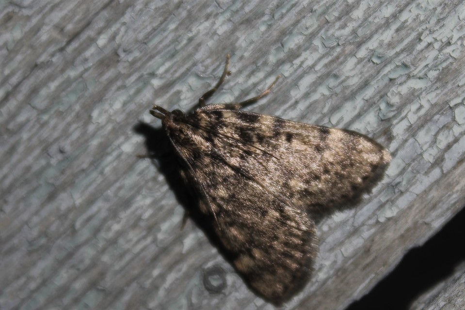 Aglossa pinguinalis - zsiradékmoly