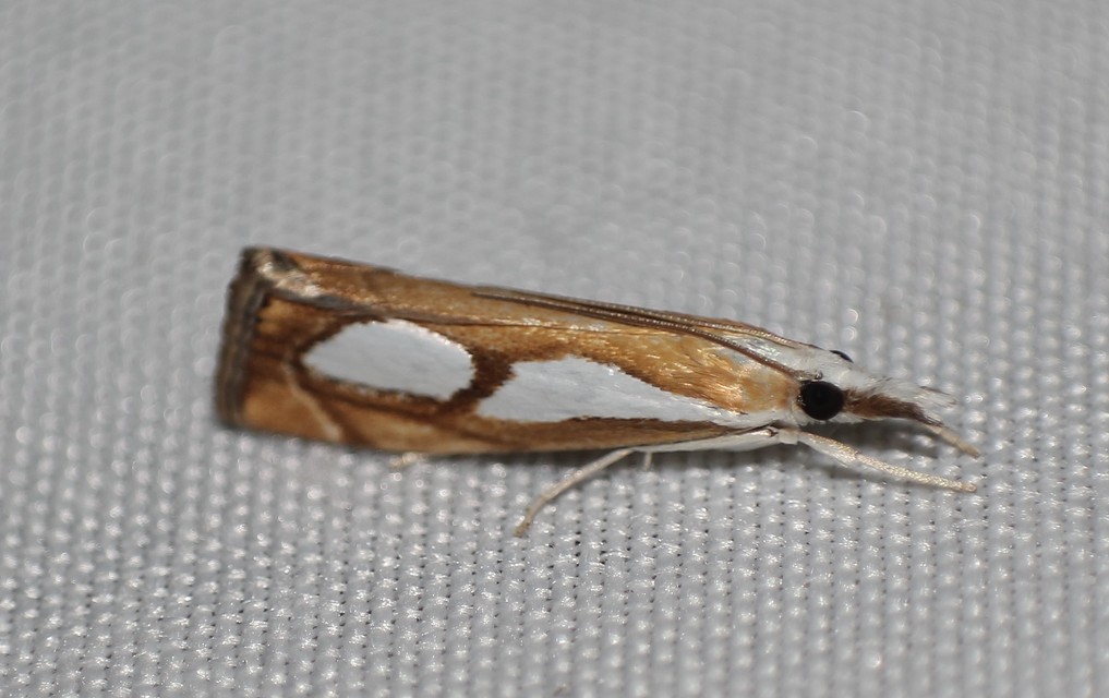 Catoptria pinella - ezüstös fűgyökérmoly