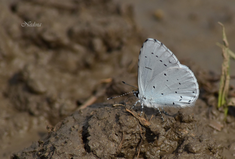 Celastrina argiolus - bengeboglárka