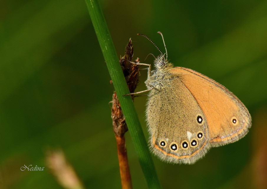 Coenonympha glycerion - közönséges szénalepke