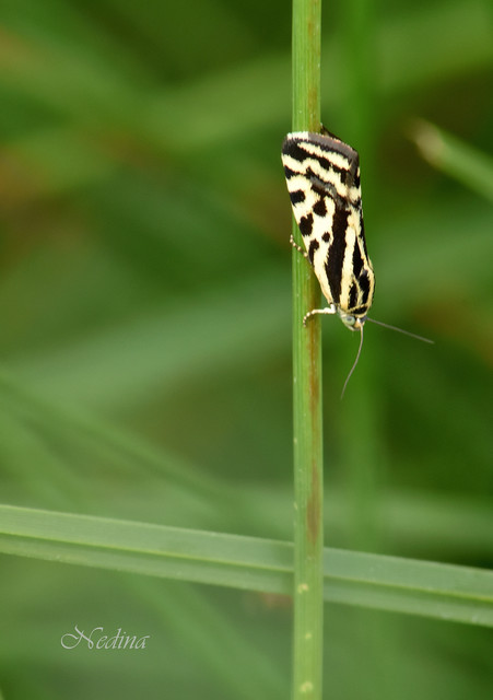 Emmelia trabealis - zebrabagoly