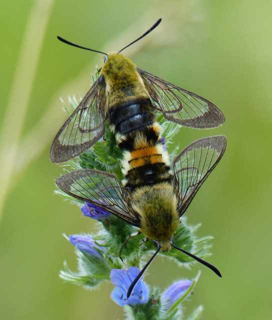 Hemaris tityus - pöszörszender