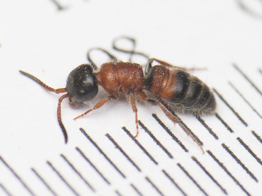 Paramyrmosa brunnipes - barnalábú hangyadarázs
