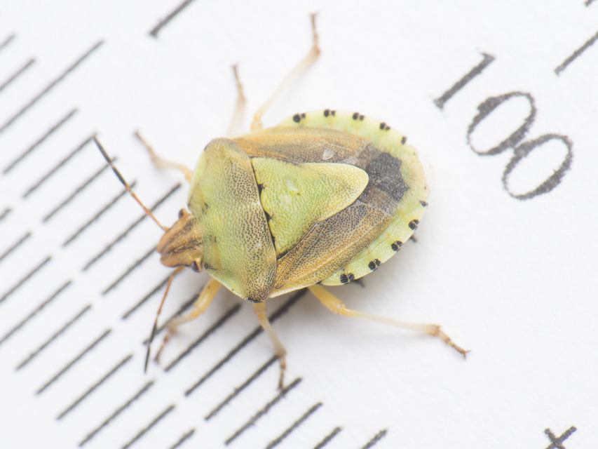 Antheminia lunulata - fakó gyümölcspoloska Antheminia lunulata - fakó gyümölcspoloska