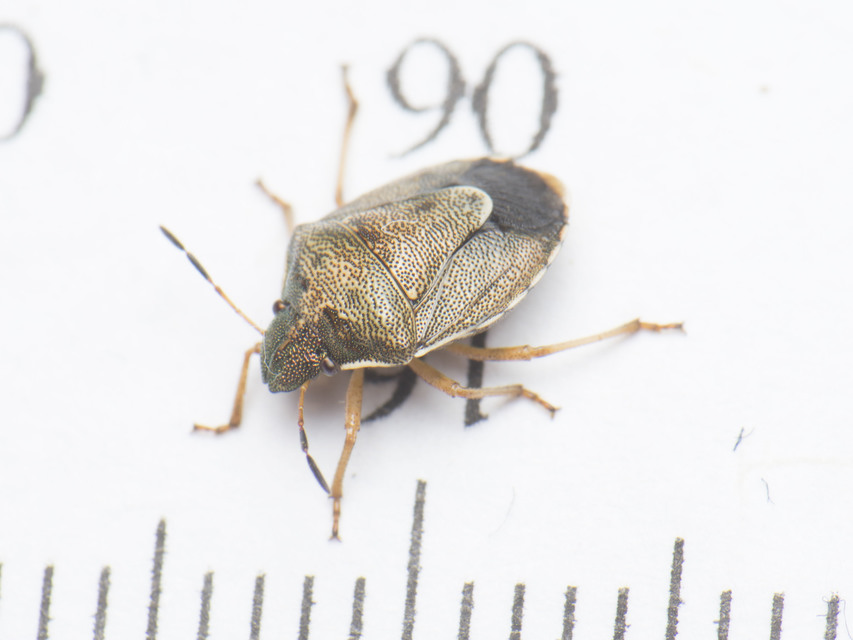 Rubiconia intermedia - bronzos címerespoloska Rubiconia intermedia - bronzos címerespoloska