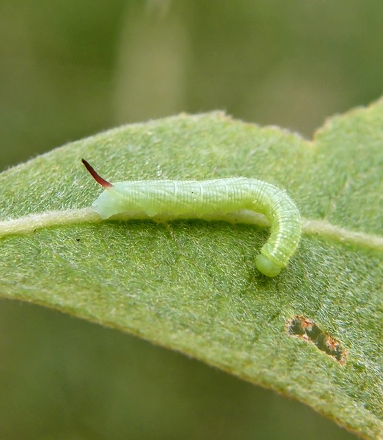 Sphingidae - szenderek
