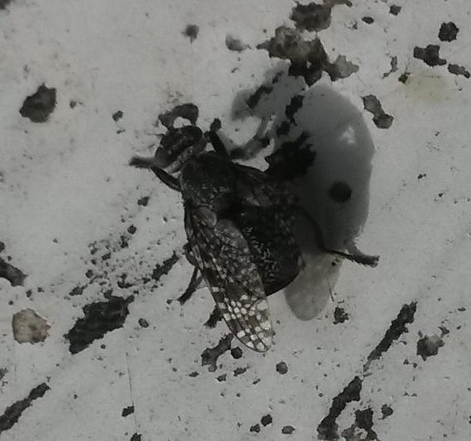 Platystoma