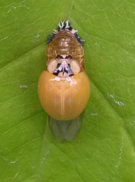 Harmonia axyridis - harlekinkatica